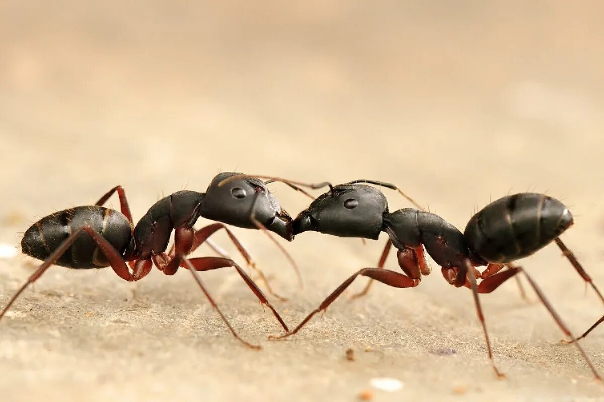 Муравей paraponera clavata. Very ant. Муравей граундед. Муравей издалека. Муравей макросъемка.