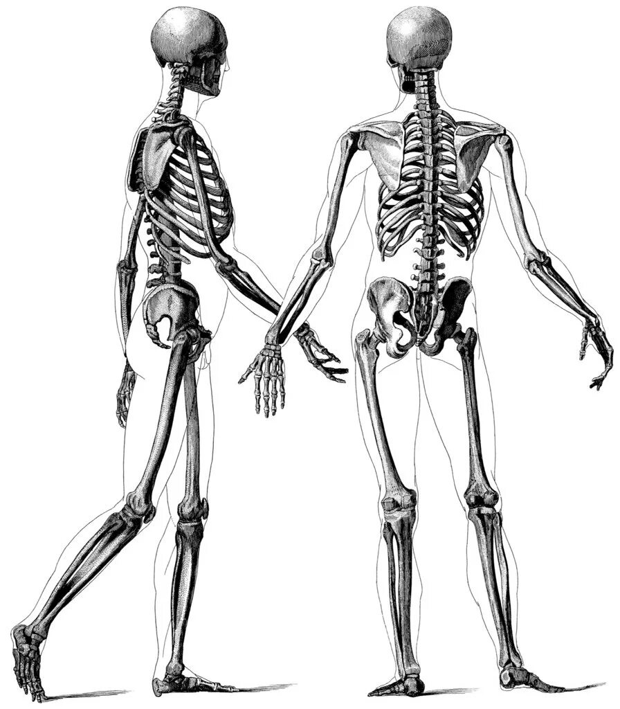 И молодые люди кости человека. Скелет человека анатомия. Скелет человека профиль в полный рост. Телосложение костей человека. Скелет тела человека анатомия.