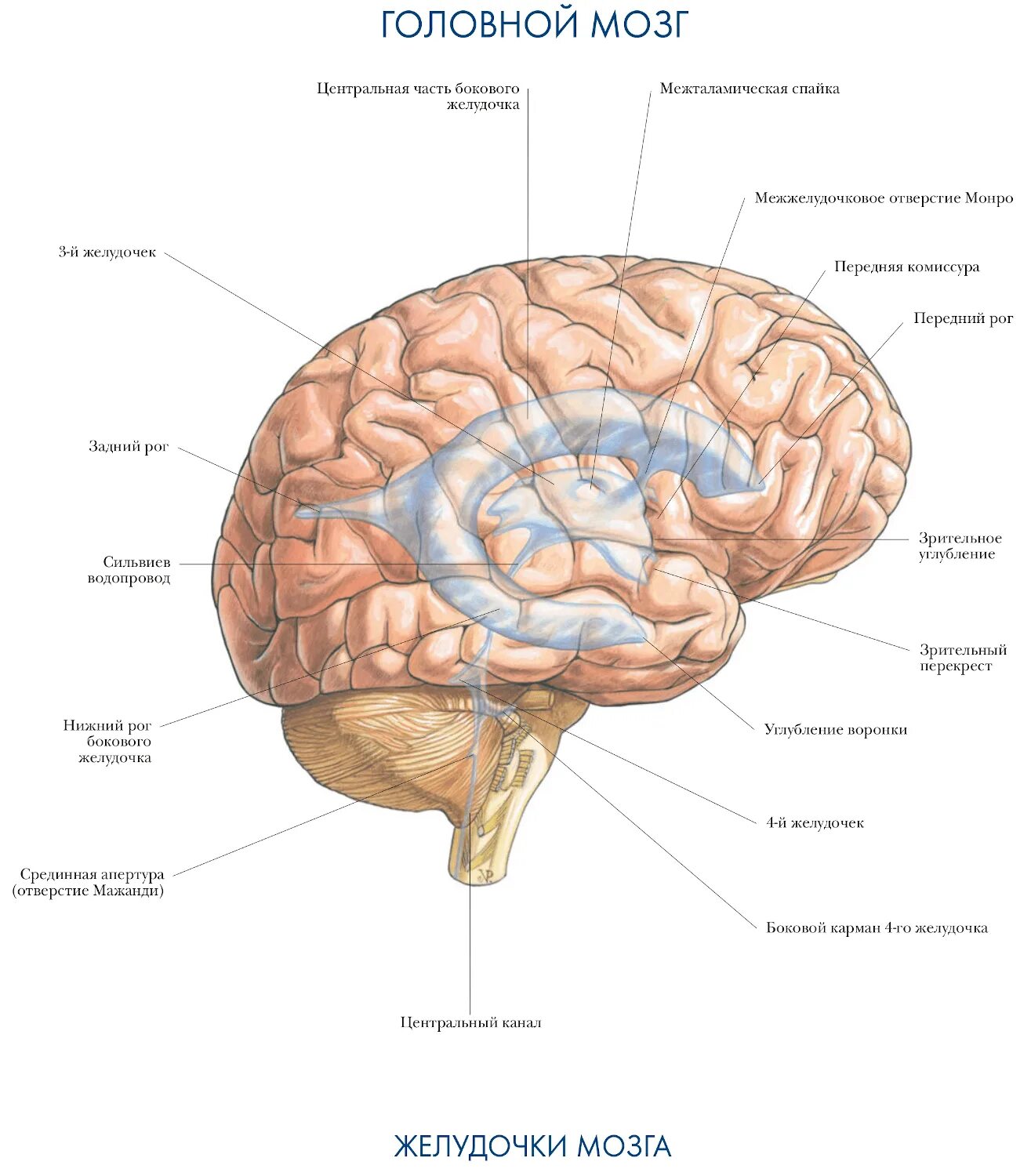 Полное строение мозга. Желудочки головного мозга. Сеченов рефлексы мозга