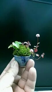 Tiny plants