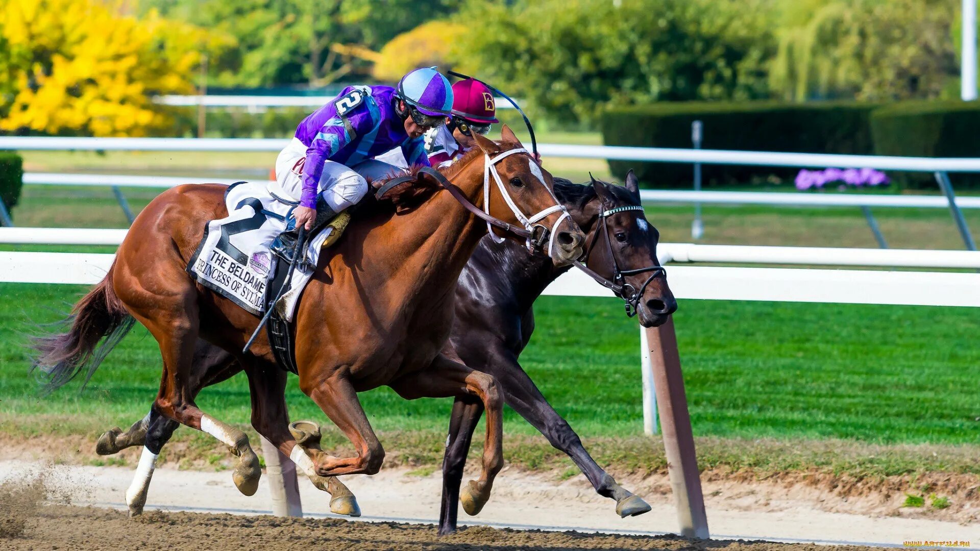 Sports horse. Конный спорт. Спортивные лошади. Спортивное коневодство. Конный спорт спортсмены.