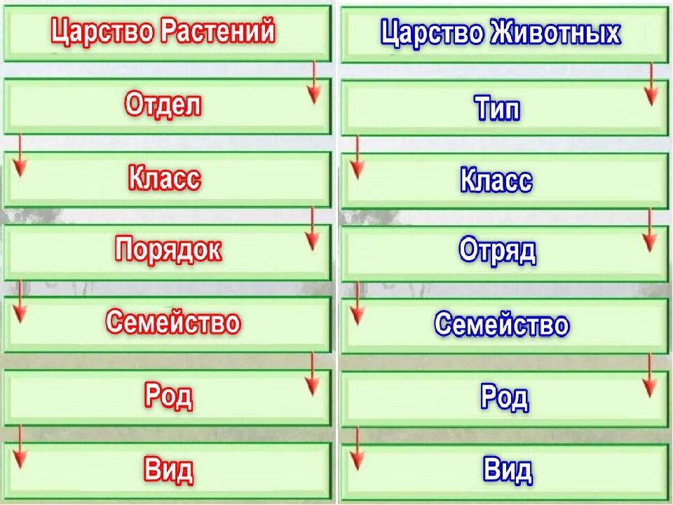 Тип отряд. Вид класс род порядок. класс род вид в последовательности. царство вид класс отряд. царство отдел класс порядок семейство род вид животных.