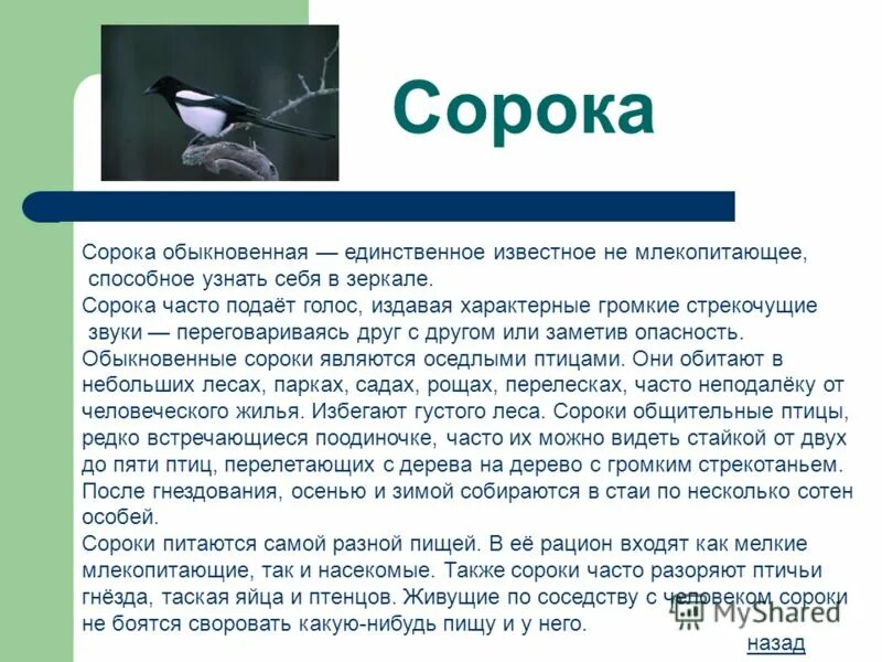 зимующие птицы задание детский сад. словесная игра: «кто как голос подает?» цель:. какой голос подает сорока. сорока белобока лесная сплетница. сорока голос.