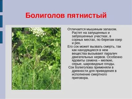 Болиголов растение фото описание
