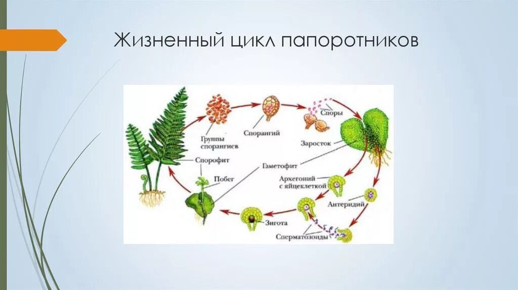 Жизненный процесс папоротника