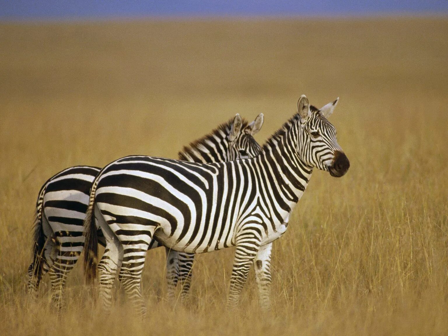 Именно животных. Зебры в саванне. Зебра Греви и Бурчеллова Зебра. Зебры в Африке в саванне. Обитатели саванны.