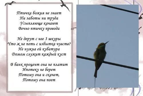 Стихотворение желание. Стих про женщин-птиц. Раненая птица в руки. Зачем я не птица стихотворение. Стих раненая птица.