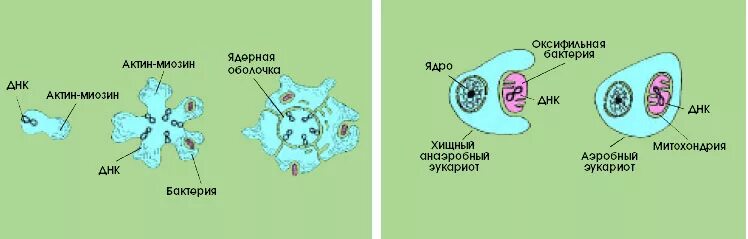 Эволюция эукариотических организмов. Схема происхождения эукариотов. Гипотезы происхождения эукариотических клеток. Схема симбиотического возникновения эукариот. Происхождение эукариотических клеток.