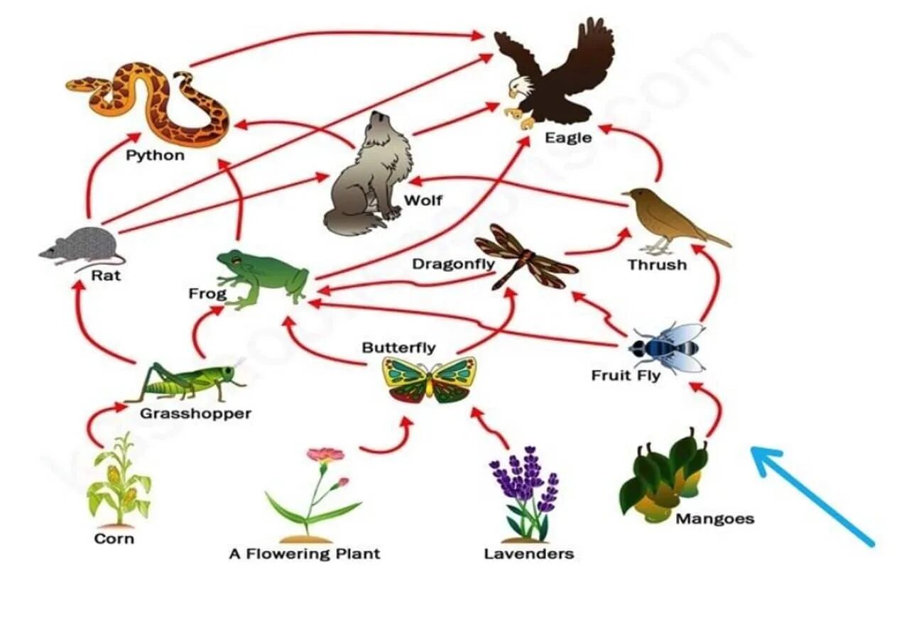 Составьте цепь питания по рисунку. Пищевая сеть леса схема. Пищевая сеть экосистемы степи. Пищевая цепочка. Пищевая цепь животных.