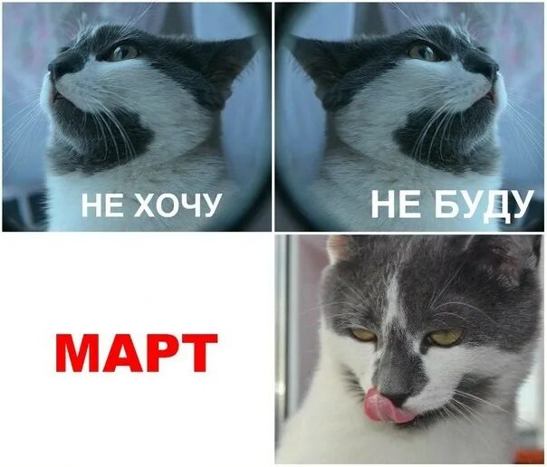 Не хочу не буду. Мем не хочу и буду. Не хочу не буду Мем кот. Кот в марте Мем. Не хочу не буду мем