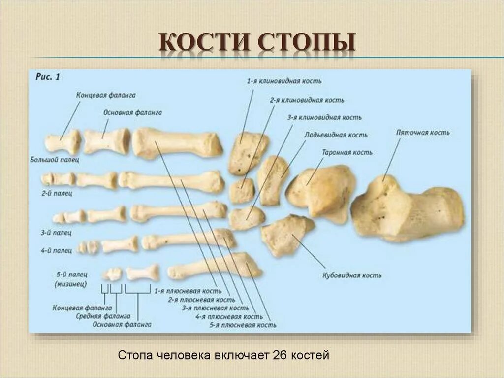 Основные фаланги стопы. Анатомия дистальная фаланга 1 пальца стопы. Кость плюсны строение. Плюсневая кость стопы анатомия. Кубовидная кость стопы анатомия.