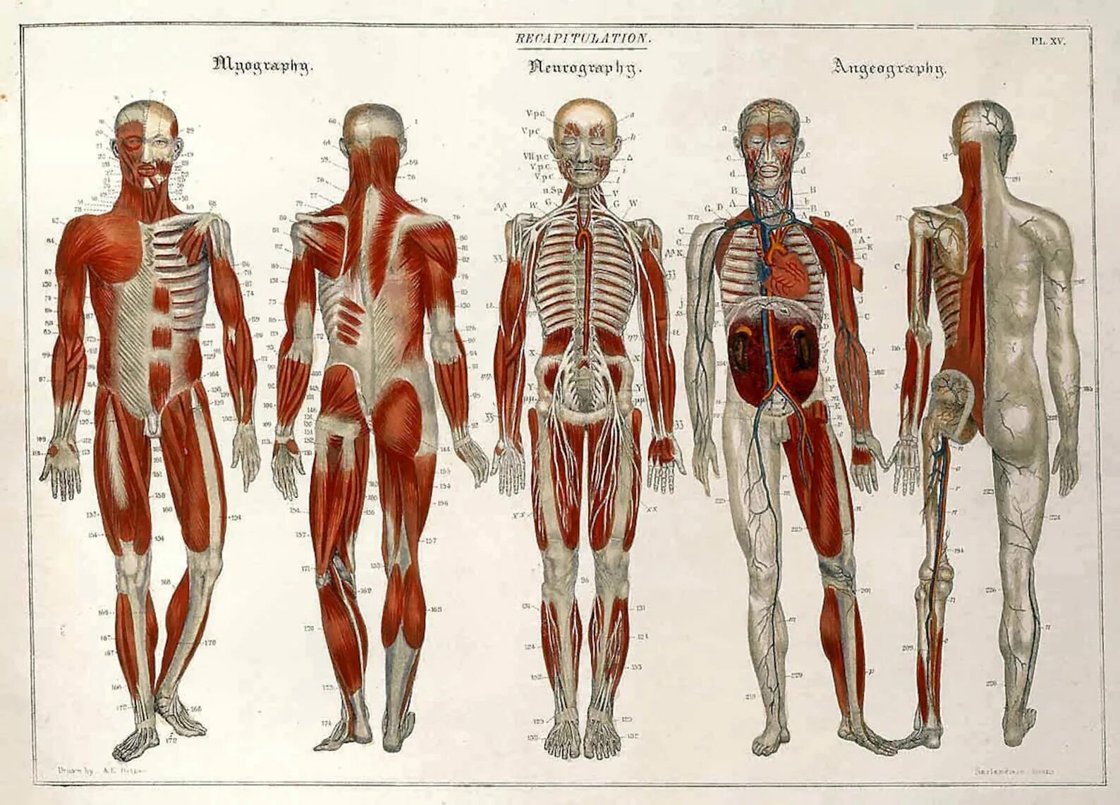 Анатомия картинки. Изображение человека анатомия.