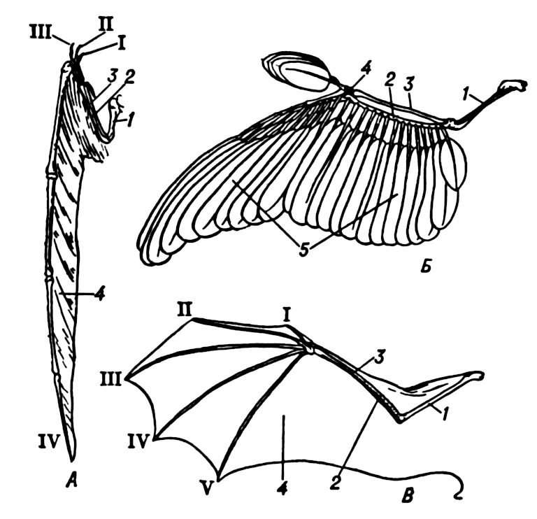 Типы крыльев у птиц. Крылья у птиц, насекомых и рукокрылых. Крылья летучей мыши анатомия. Скелет с крыльями. Крыло птицы и крыло летучей мыши.