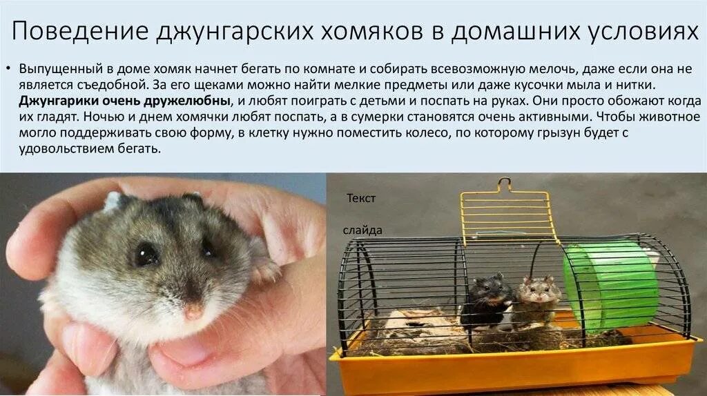 Какую лучше выбрать биржу в хомяке