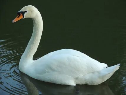 Мұғалімдермен жоғары сапалы порно