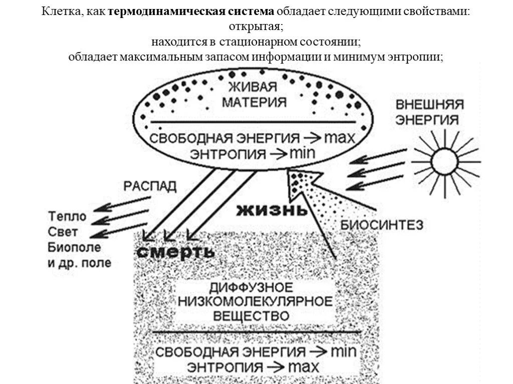 Энергия живых клеток организма. Термодинамические процессы в живой материи. Живой организм как термодинамическая система. Термодинамические процессы в живой клетке. Живая клетка как термодинамическая система.