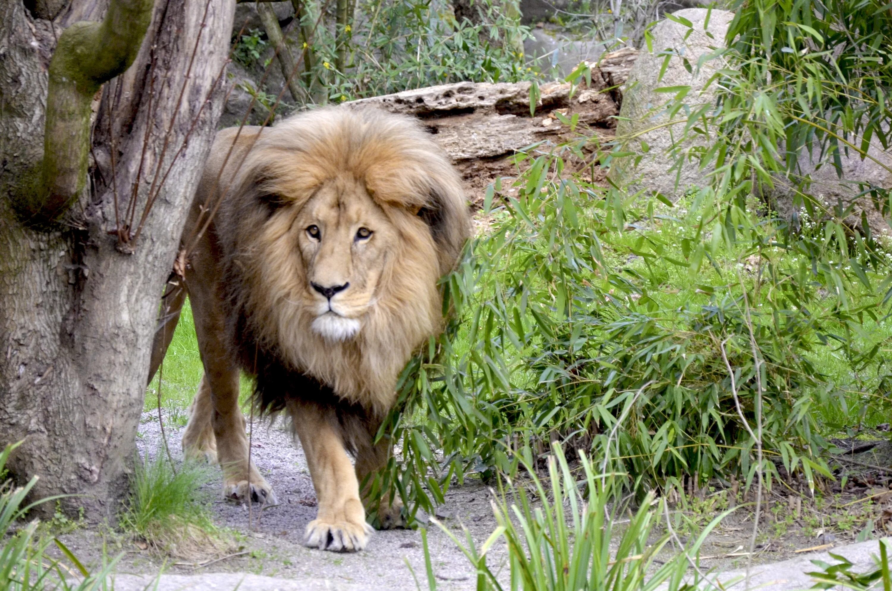 Лев. Красивый Лев. Африканский Лев. Львы в дикой природе. Про диких львов