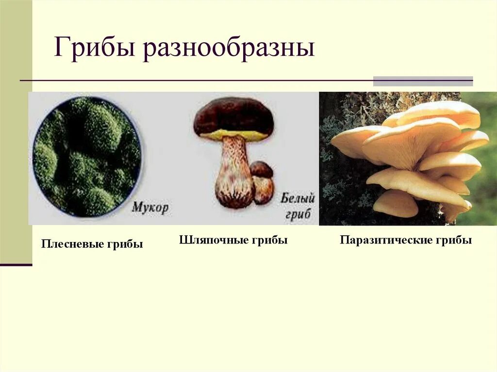 Грибы Шляпочные, плесневые, паразитические, дрожжи. Группы грибов Шляпочные и плесневые. Грибы Шляпочные грибы плесневые грибы. Грибы плесневые Шляпочные дрожжи.