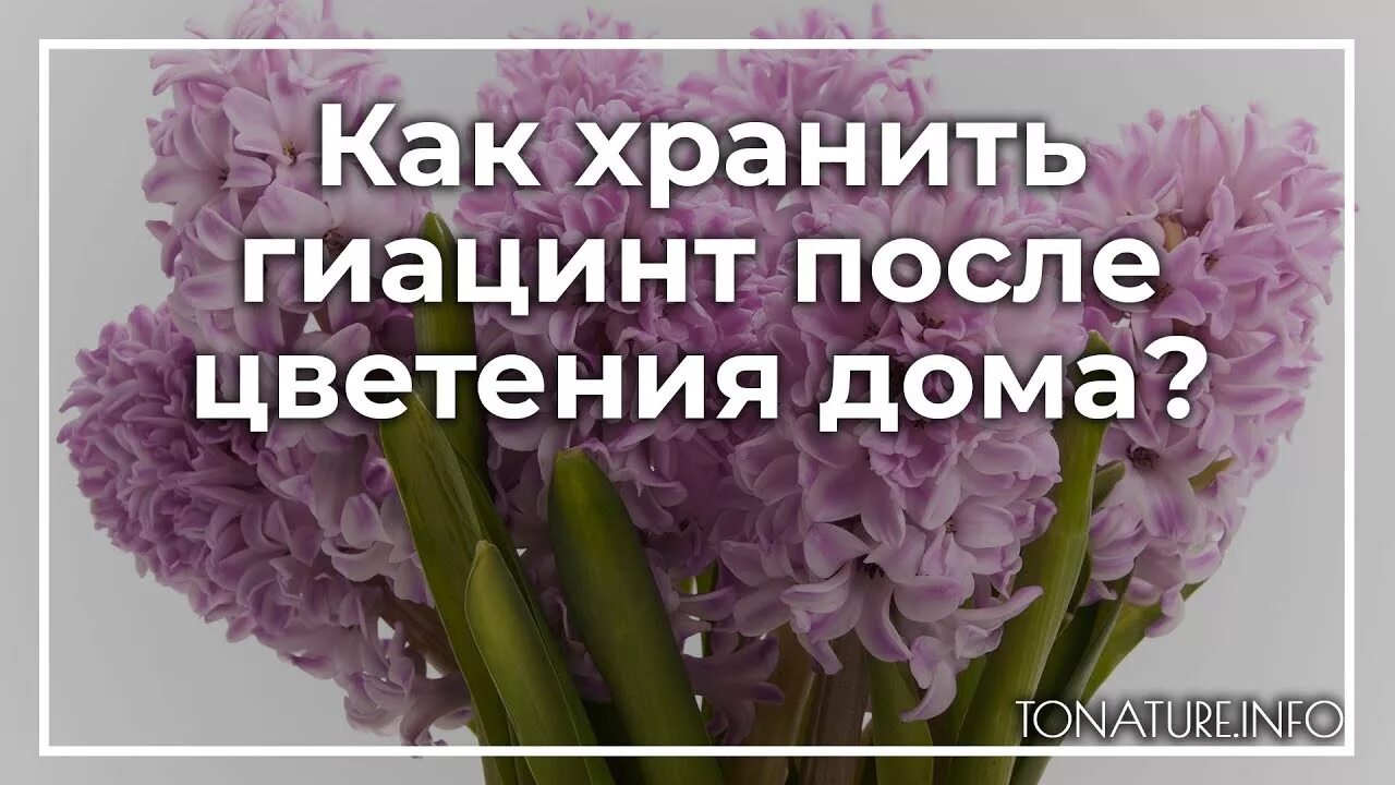 Уход за гиацинтом после цветения в горшке. Как поливать гиацинт. Как поливать гиацинт в горшке в домашних. Гиацинт после цветения в горшке. Гиацинт как ухаживать в домашних условиях после цветения.