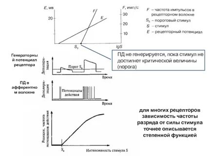 Генераторный потенциал это