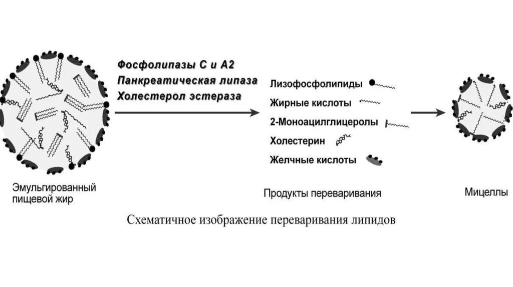 Мицеллы липидов. Мицеллы биохимия липиды. Мицеллы липидов. Мицеллы липидов. Строение мицеллы липидов.