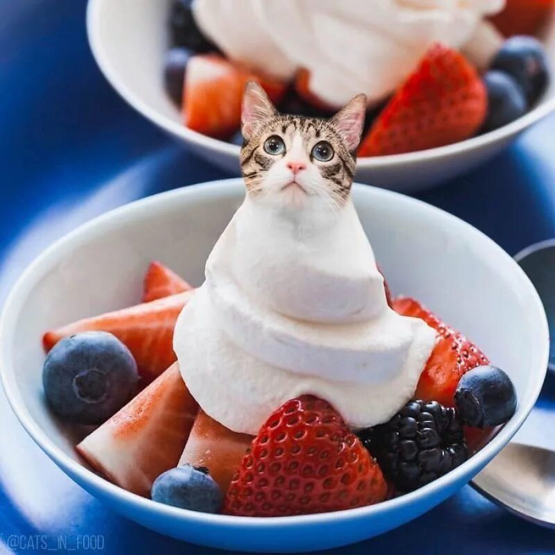 Что любят кошки из еды