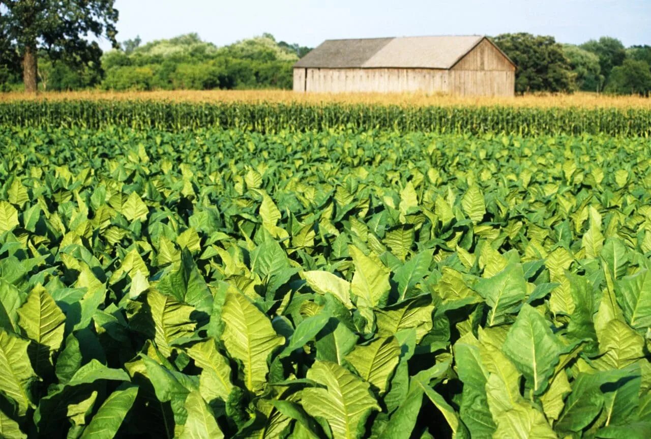 Табак Вирджиния Бразилия. Куба плантации табака. Табак плантации в России. Плантации табака Сочи.