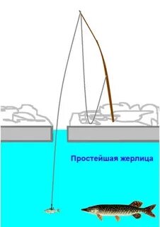 Сколько жерлиц на человека