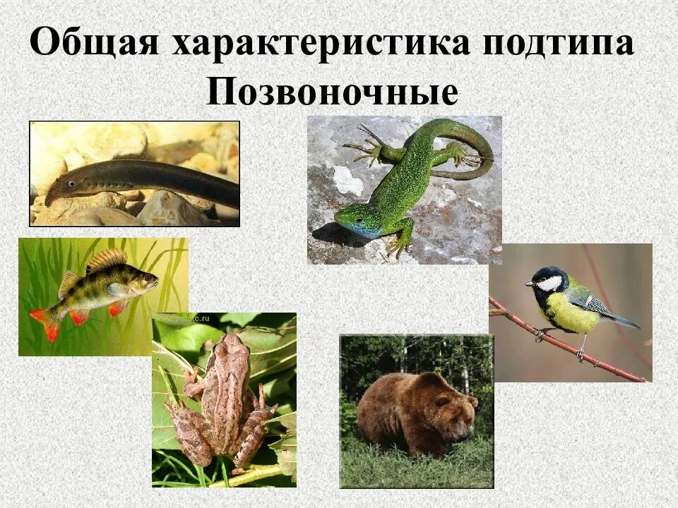 Признаки класса позвоночных животных. Разнообразие позвоночных. подтип позвоночные. представители позвоночных. подтип позвоночных представители.