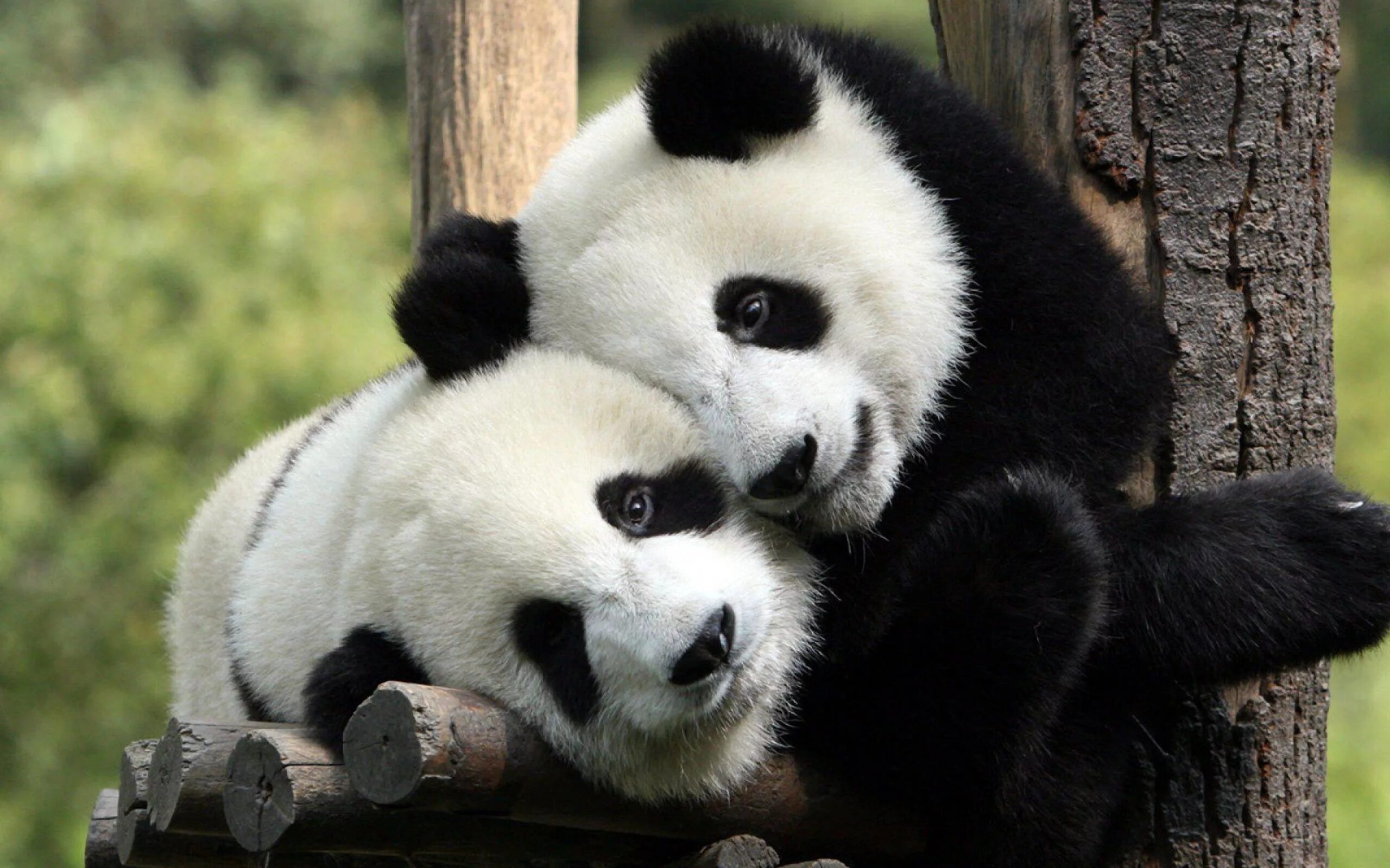 Pandas windows