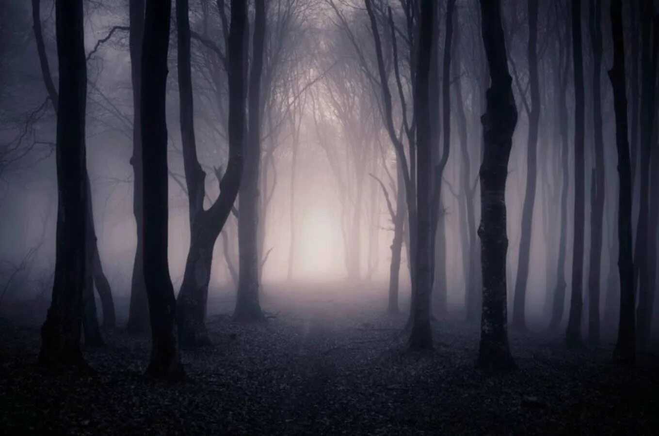 Ужасный фон. Страшный лес. Мрачный лес. Темный лес. Мрачный пейзаж.
