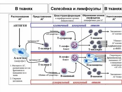 Химическое взаимодействие клеток тканей органов