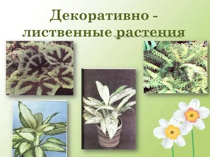 Декоративные растения презентация 7 класс