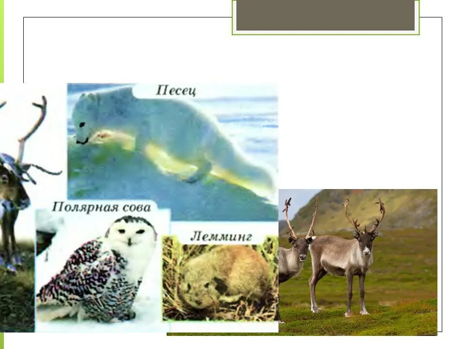Разнообразие животных тундры и тайги. Животные тундры презентация. Животные которые живут в тундре. Кто живёт в тундре из животных. Приспособление животных в тундре.