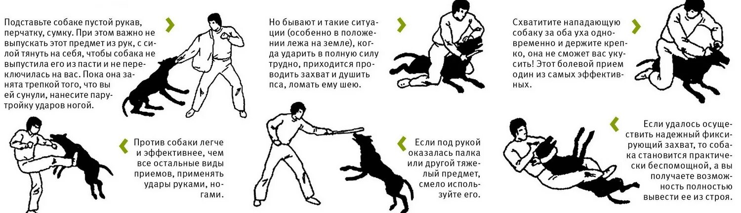 Можно ли бить собаку