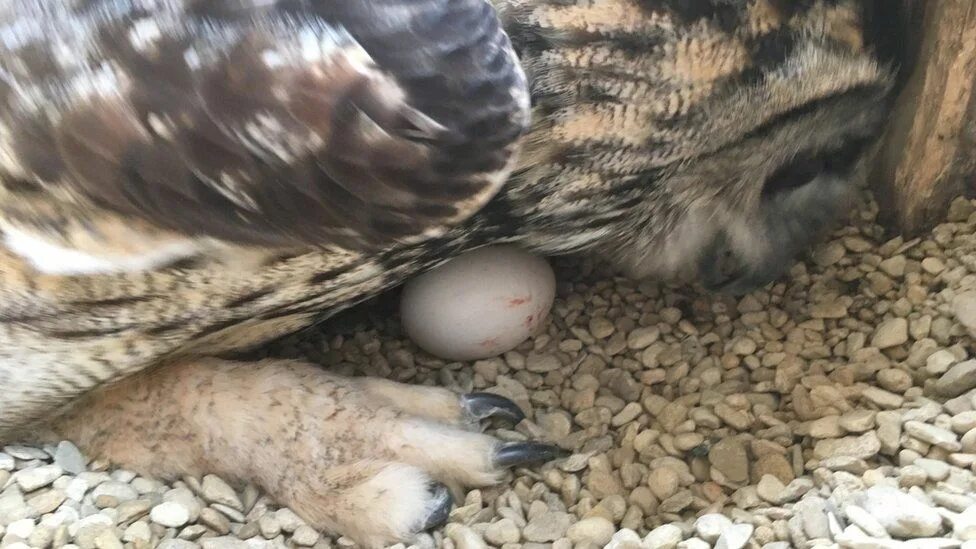 Whose egg is this