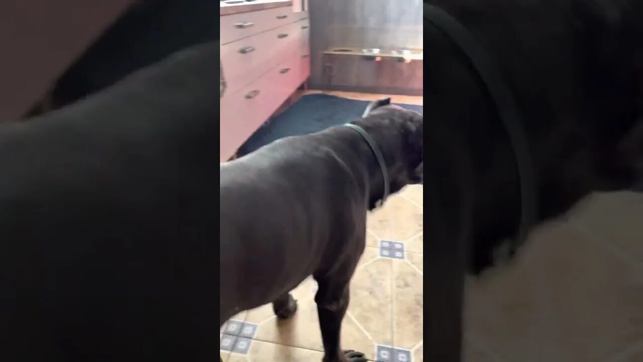 Итальянская порода собак кане корсо. Kanekorso yviteli. Проблемы с суставами кане корсо. Мопс похожий на кане корсо. Кане корсо 100 кг.