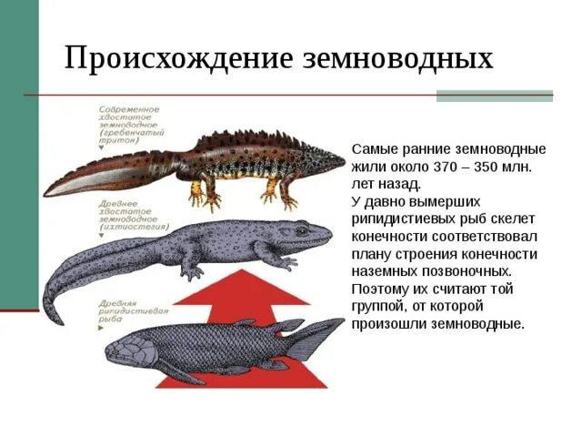 Древние земноводные произошедшие от древних рыб. Происхождение земноводных. Происхождение земноводных 7 класс. От кого произошли земноводные. Происхождение амфибий.