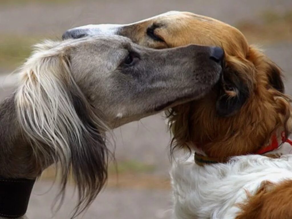 Собачья верность. Преданность собаки. Собачья любовь. Собачья любовь и преданность.