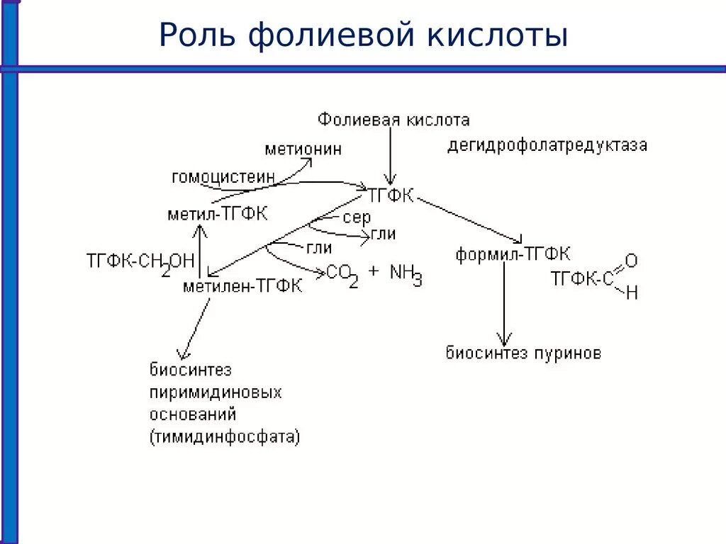 Функции фолиевой кислоты биохимия. Коферментные формы витамина в9. Фолиевая кислота механизм. Кофермент витамина в9. Фолиевая кислота функции биохимия.