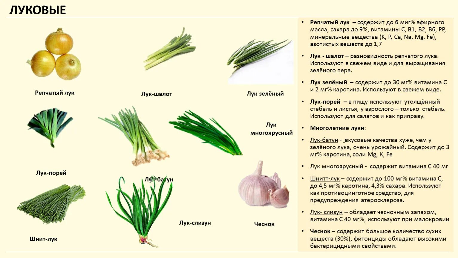 Лук (репчатый, шалот, порей, шнитт-лук, порей). Лук репчатый. Лук репчатый витамины. Лук полезен. Лук репчатый таблица