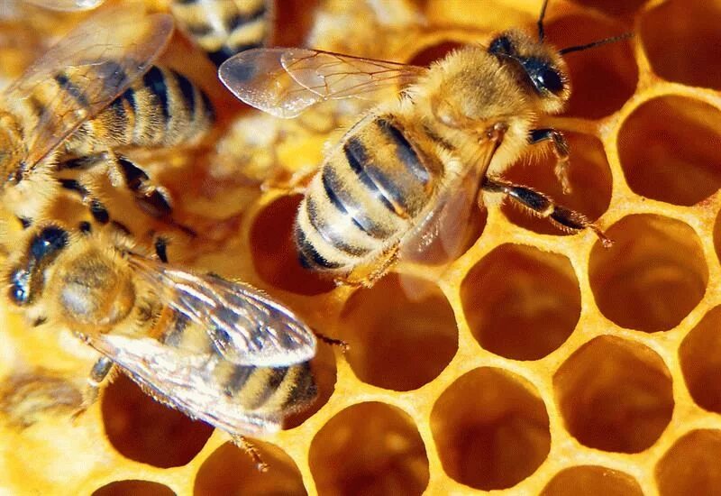 Пчела. Пчелиный яд. Апитерапия. Пчела уток