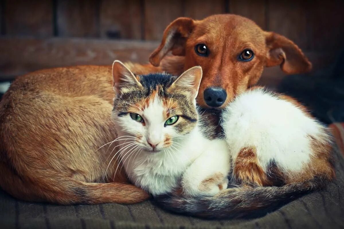 Кот и кошка и собака. Домашние животные. кошки и собаки. бездомные животные. собака и кошка вместе.