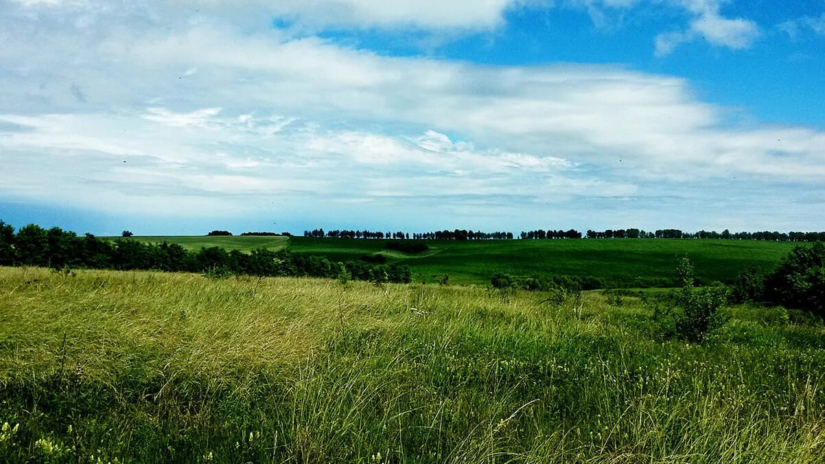 Южная степь и лесостепь омской области. Степи и лесостепи россии. Лесостепной. Кулундинская степь природная зона. Лесостепь курск.