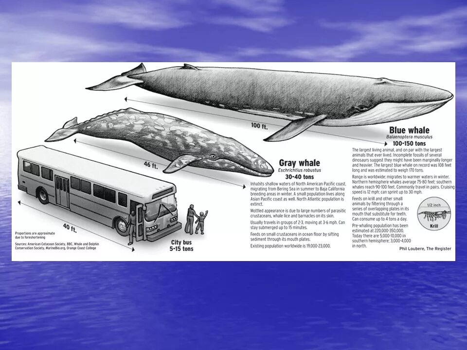 Самый большой кит размеры и вес. Голубой кит Размеры и вес. Синий кит длина. Синий кит в сравнении с человеком. Голубой кит Размеры.