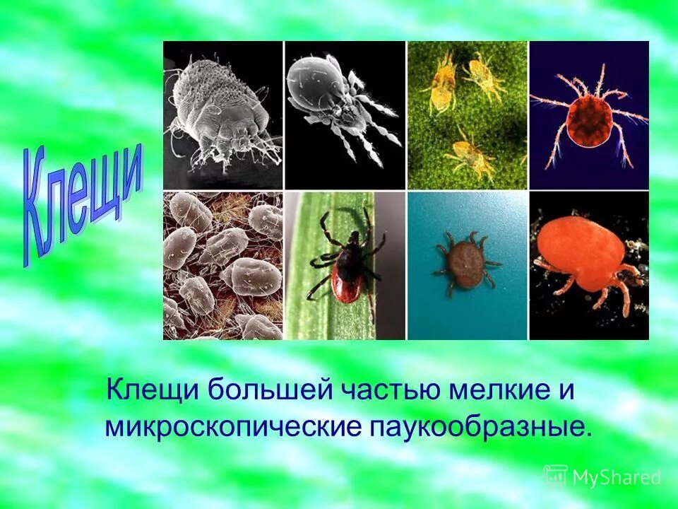 Среда обитания паука серебрянка. Клещ роль в природе и жизни человека. Среды жизни паукообразных. Среда обитания паука крестовика. Местообитание паукообразных.