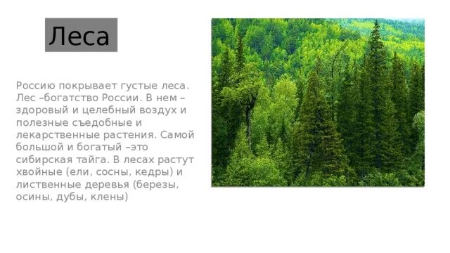 Лес богатство России. Лес наше богатство. Россия богата лесами. Густой лес. Богатство россии сочинение