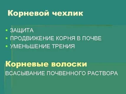 Продвижение корень