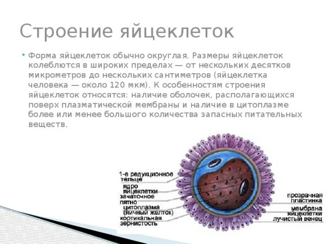 Оболочка яйцеклетки называется. Яйцеклетка человека строение и функции. функции структур яйцеклетки. функции яйцеклетки млекопитающих. строение яйцеклетки лучистый венец.