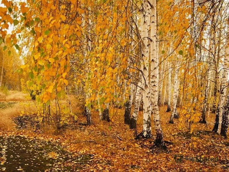 осень березы. осень березы. листопад березы. осенняя березка. осень березы листопад.